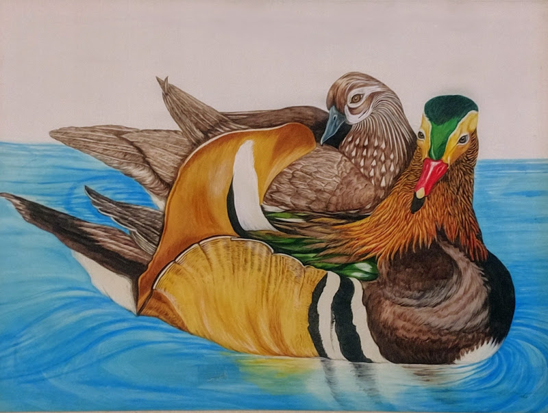 Mandarin Love Ducks - Art